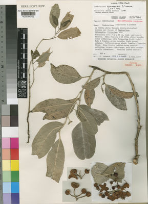 Tambourissa Sonn. | Plants of the World Online | Kew Science