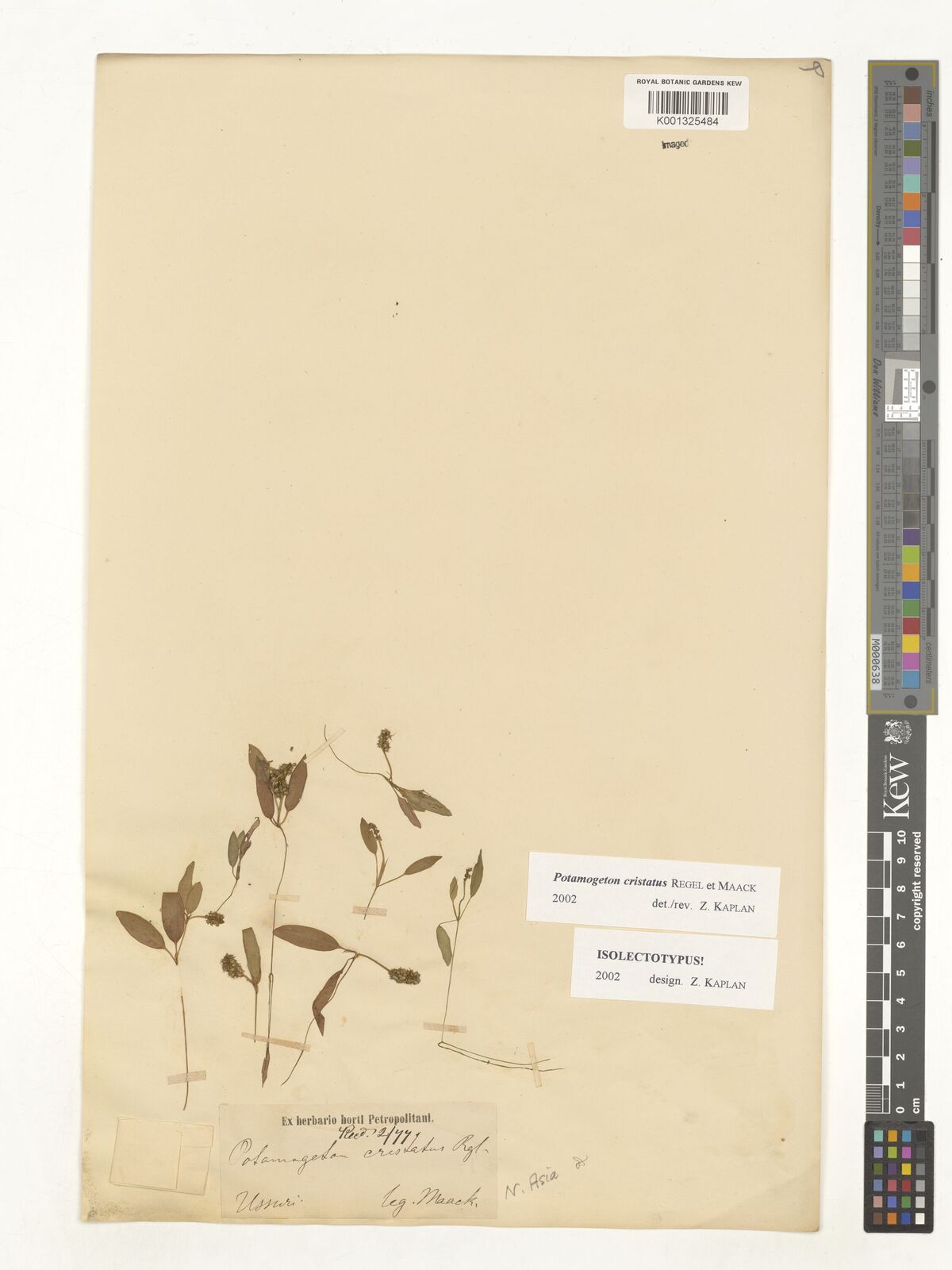 Kew Gardens K001325484: Maack Kew Gardens K001325484: Maack