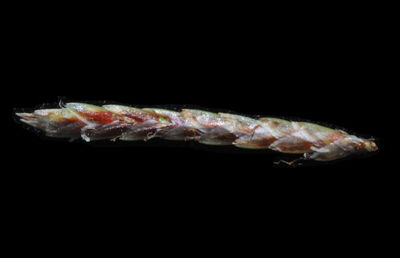 Cyperus rotundus L. | Plants of the World Online | Kew Science
