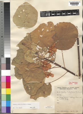 Kew Gardens K000241088:  Milne-Redhead, E. [657] Zambia