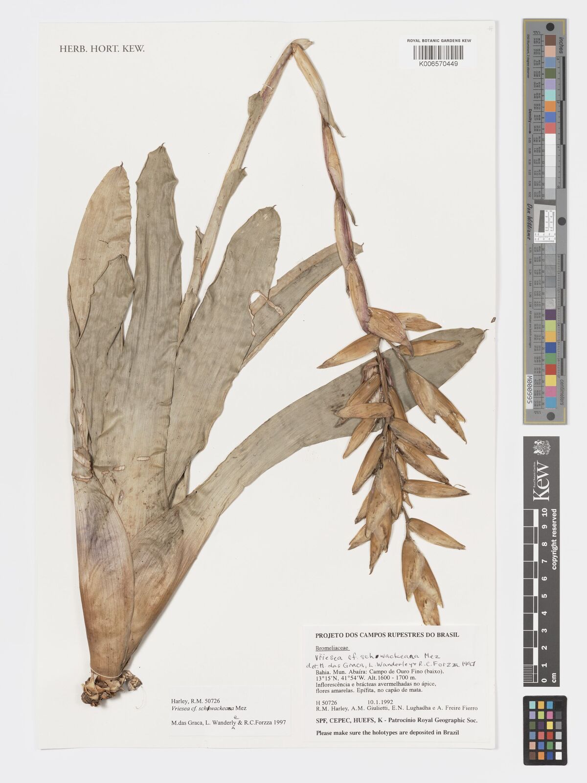 Vriesea schwackeana