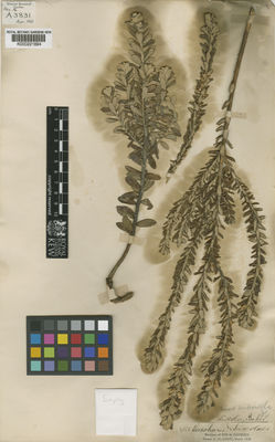 Kew Gardens K000221894:  s.coll. [4850] Brazil