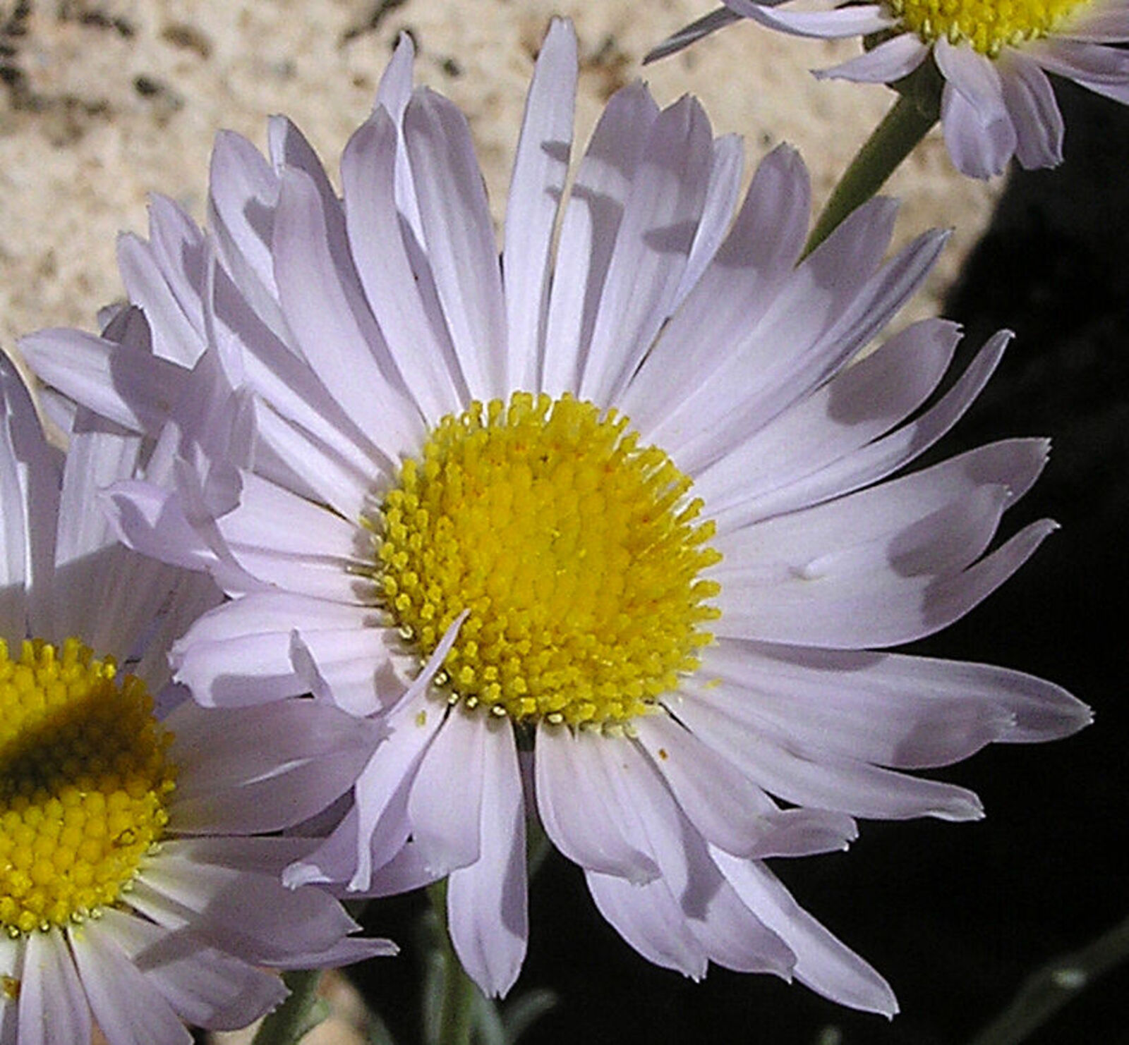 Erigeron argentatus A.Gray | Plants of the World Online | Kew Science