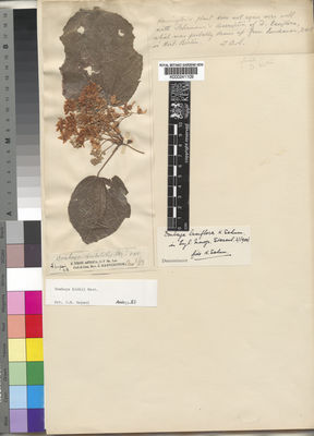 Kew Gardens K000241109:  Hannington, J. [s.n.] Tanzania