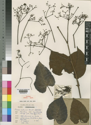 Kew Gardens K000322819:  Lebrun, J. [341] Congo, Republic of the