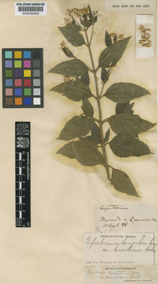 Kew Gardens K000486809:  Warming, E. [s.n.] Brazil