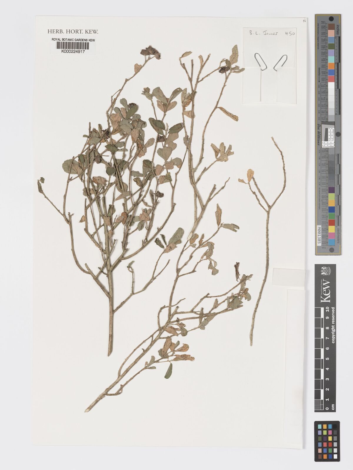 Kew Gardens K000224917:  Jones, B.L. [450] Malaysia