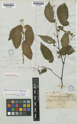 Kew Gardens K000536681:  Riedel [s.n.] Brazil