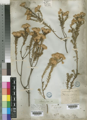 Kew Gardens K000273471:  Drege [s.n.] South Africa