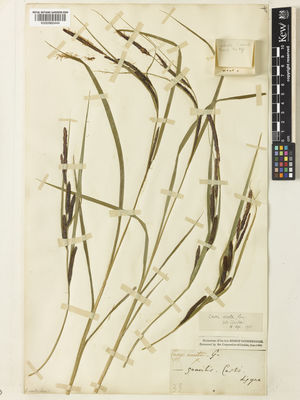 Kew Gardens K000960444:  s.coll. [33]