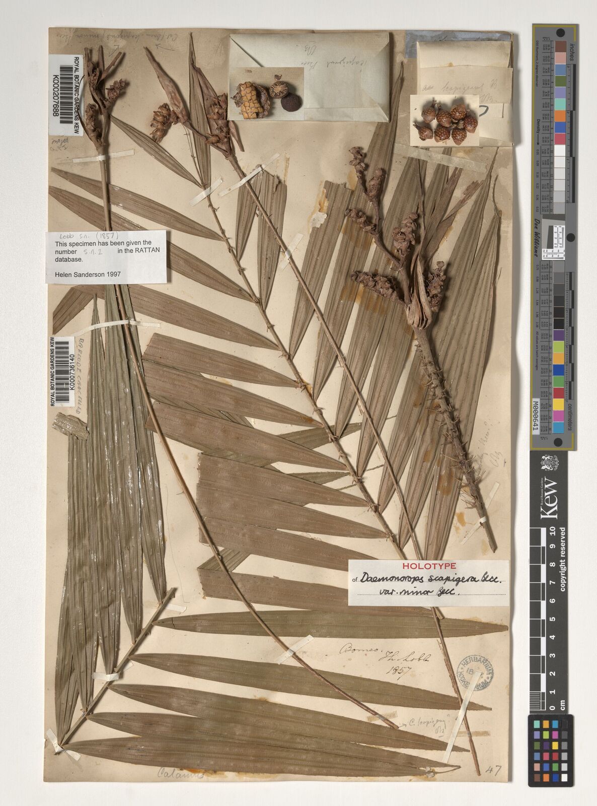 Kew Gardens K000207688:  Lobb, T. [s.n.] Borneo