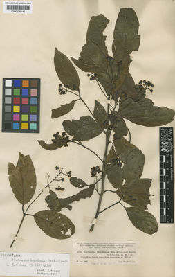 Kew Gardens K000576140:  Heyde; Lux [4578] Guatemala