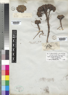 Kew Gardens K000370254:  s.coll. [891] Colombia