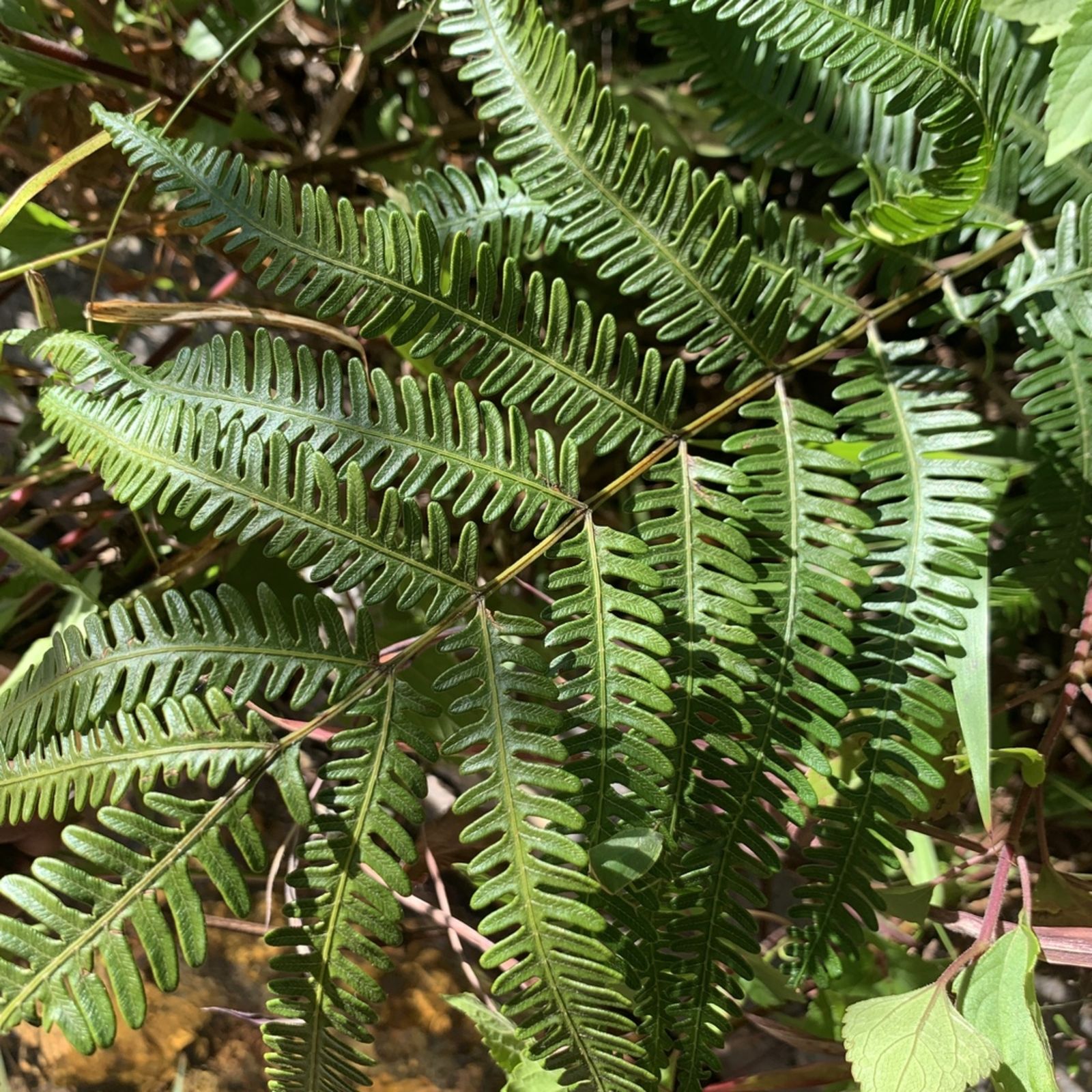 Pteris Plant Science Plants Classification - Riset