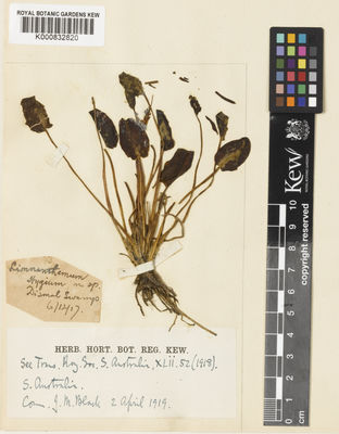 Kew Gardens K000832820:  s.coll. [s.n.] Australia