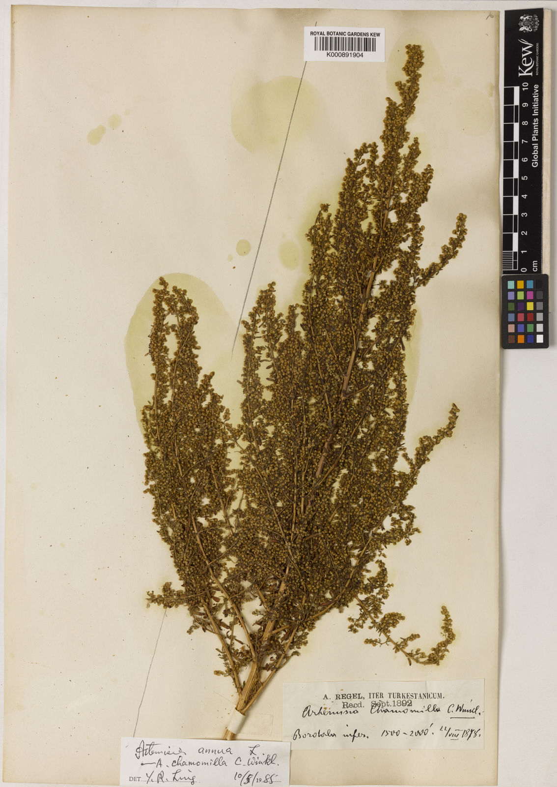 Artemisia annua L., Sweet sagewort (World flora) - Pl@ntNet identify