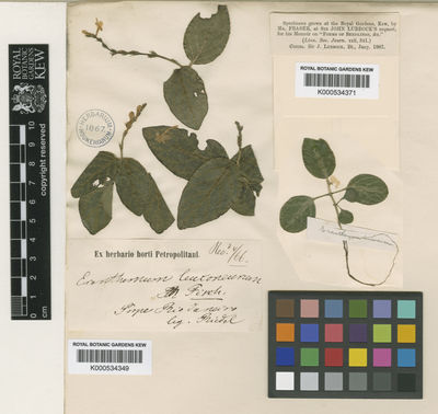 Kew Gardens K000534371:  s.coll. [s.n.] Brazil