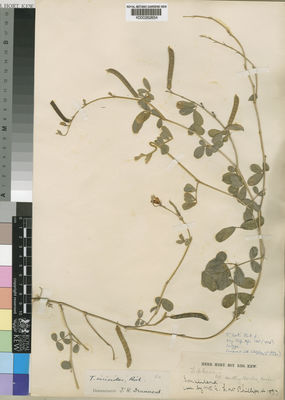 Kew Gardens K000262654:  Phillips, L. [s.n.] Somalia