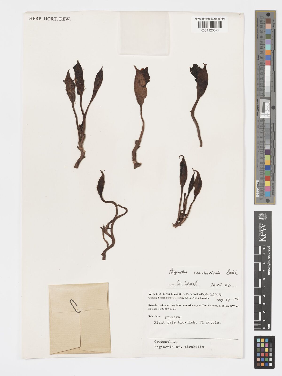 Aeginetia mirabilis
