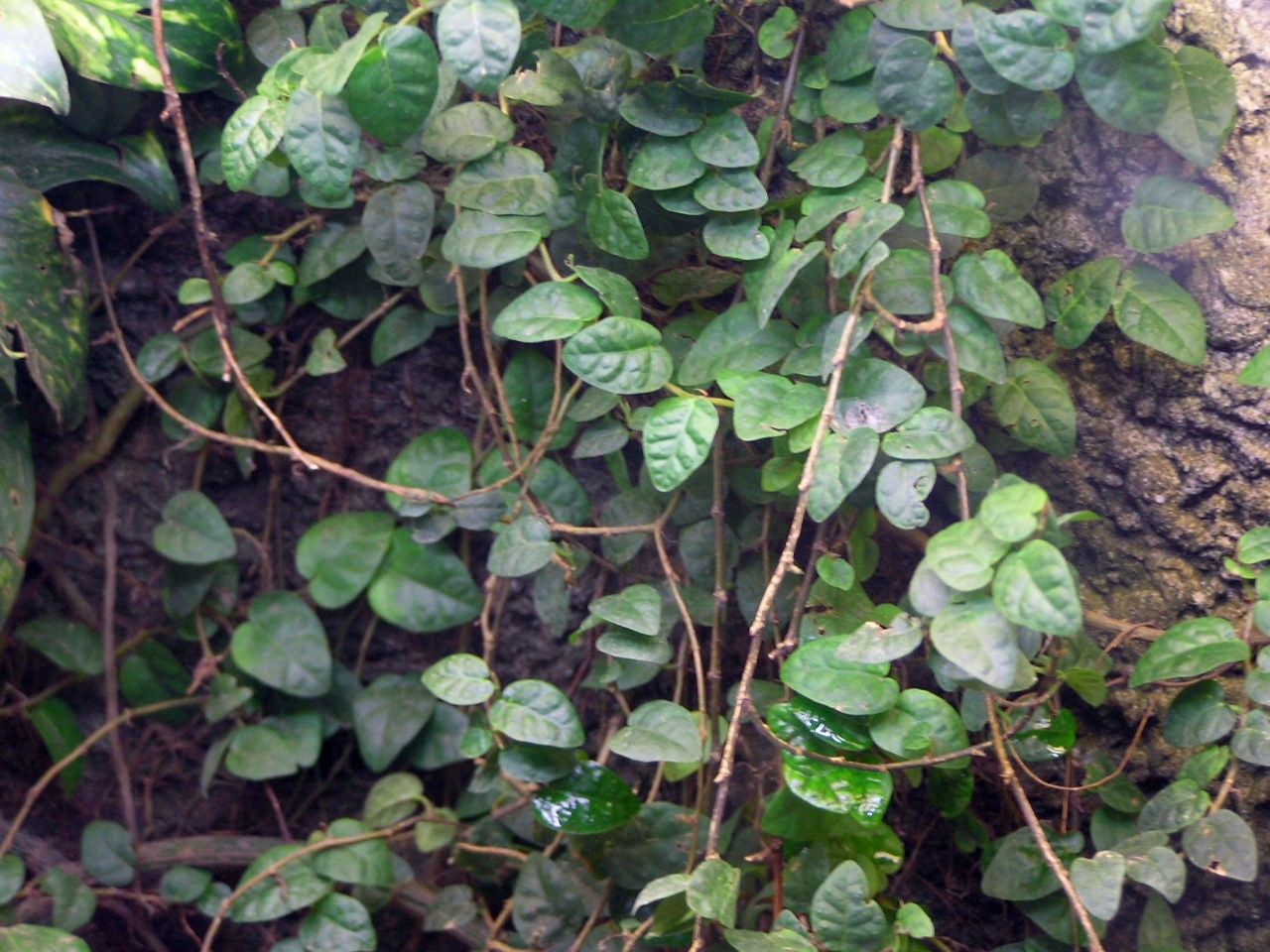 Ficus pumila L. | Plants of the World Online | Kew Science