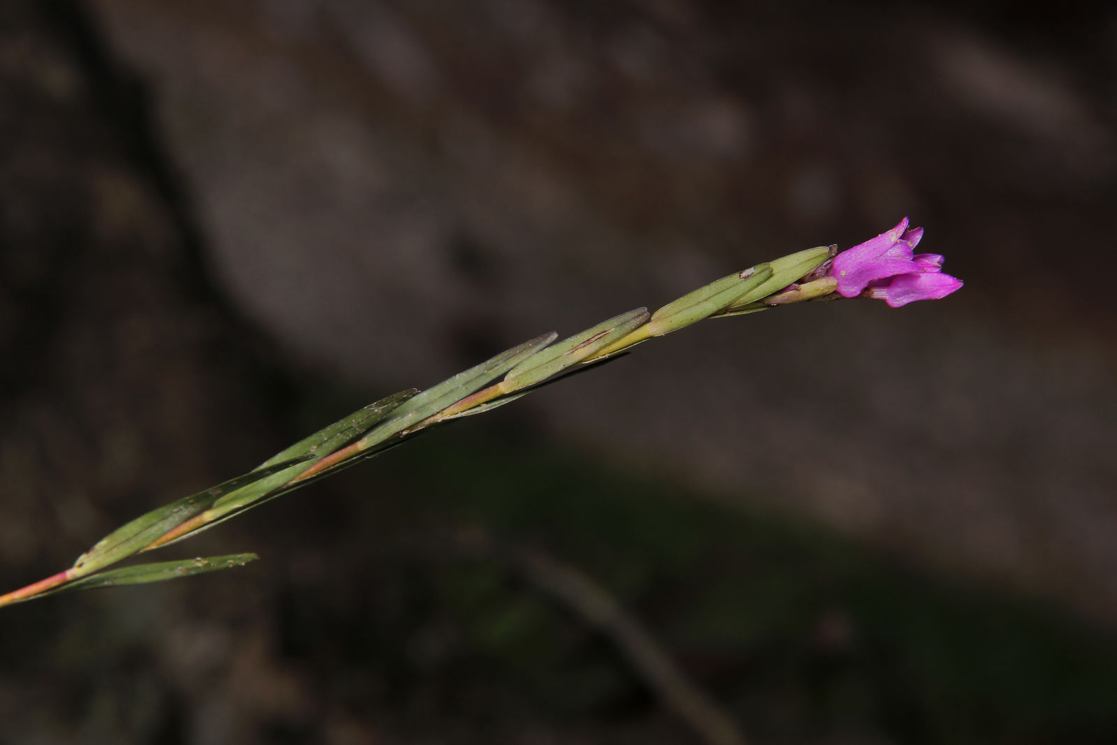 Isochilus linearis (Jacq.) R.Br. | Plants of the World Online | Kew Science