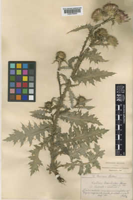 Kew Gardens K000768994:  Huter, R, [s.n.] Italy