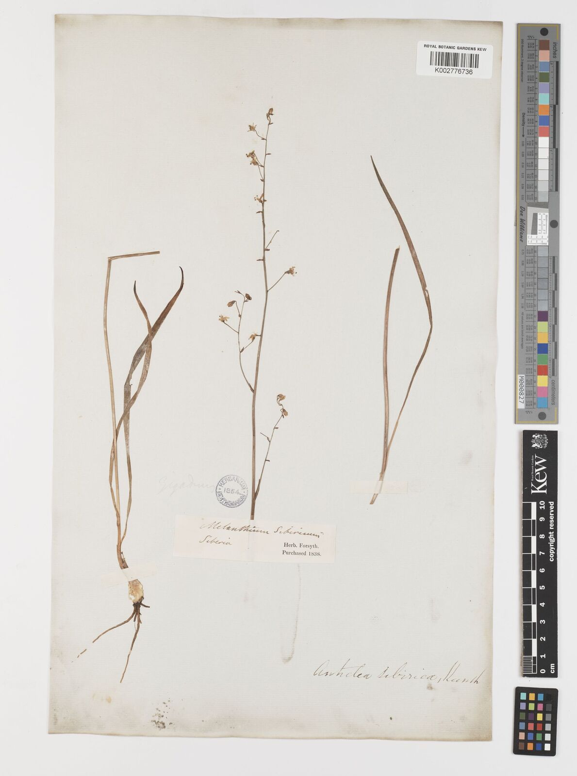 Anticlea sibirica (L.) Kunth | Plants of the World Online | Kew Science