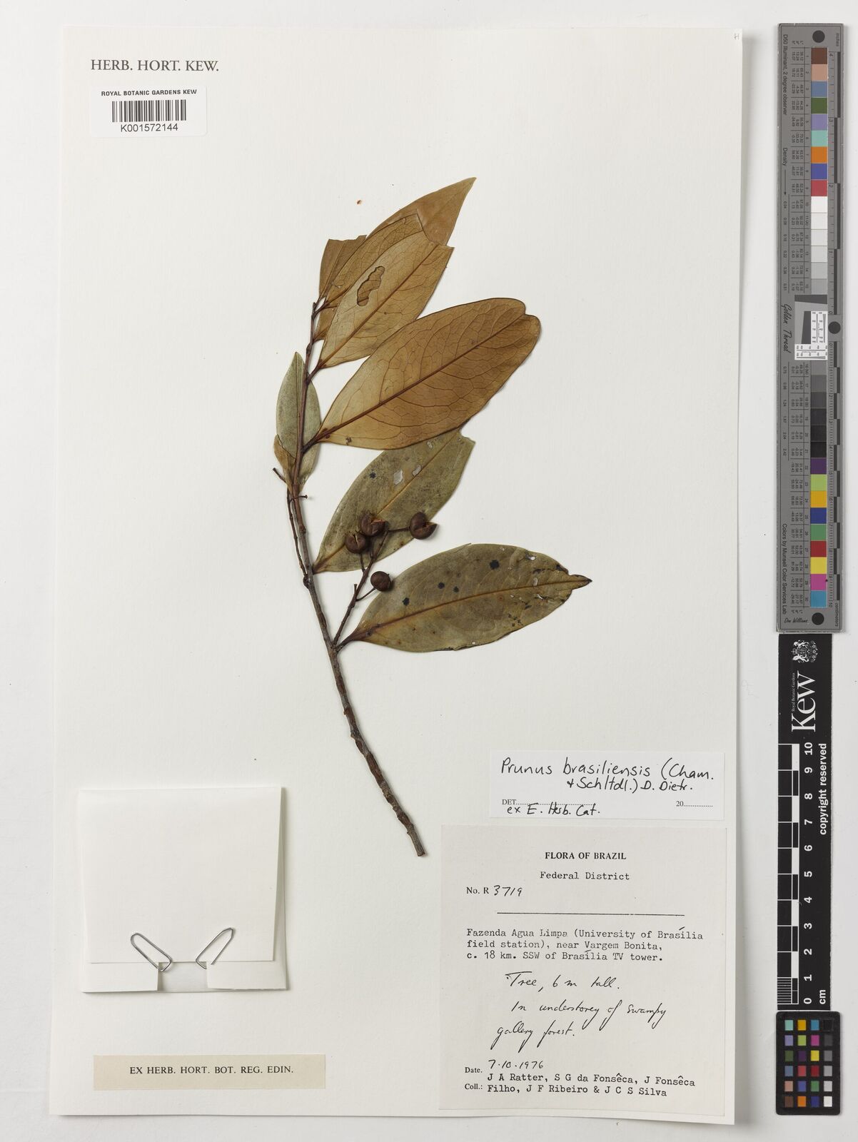 Prunus brasiliensis (Cham. & Schltdl.) D.Dietr. | Plants of the World ...