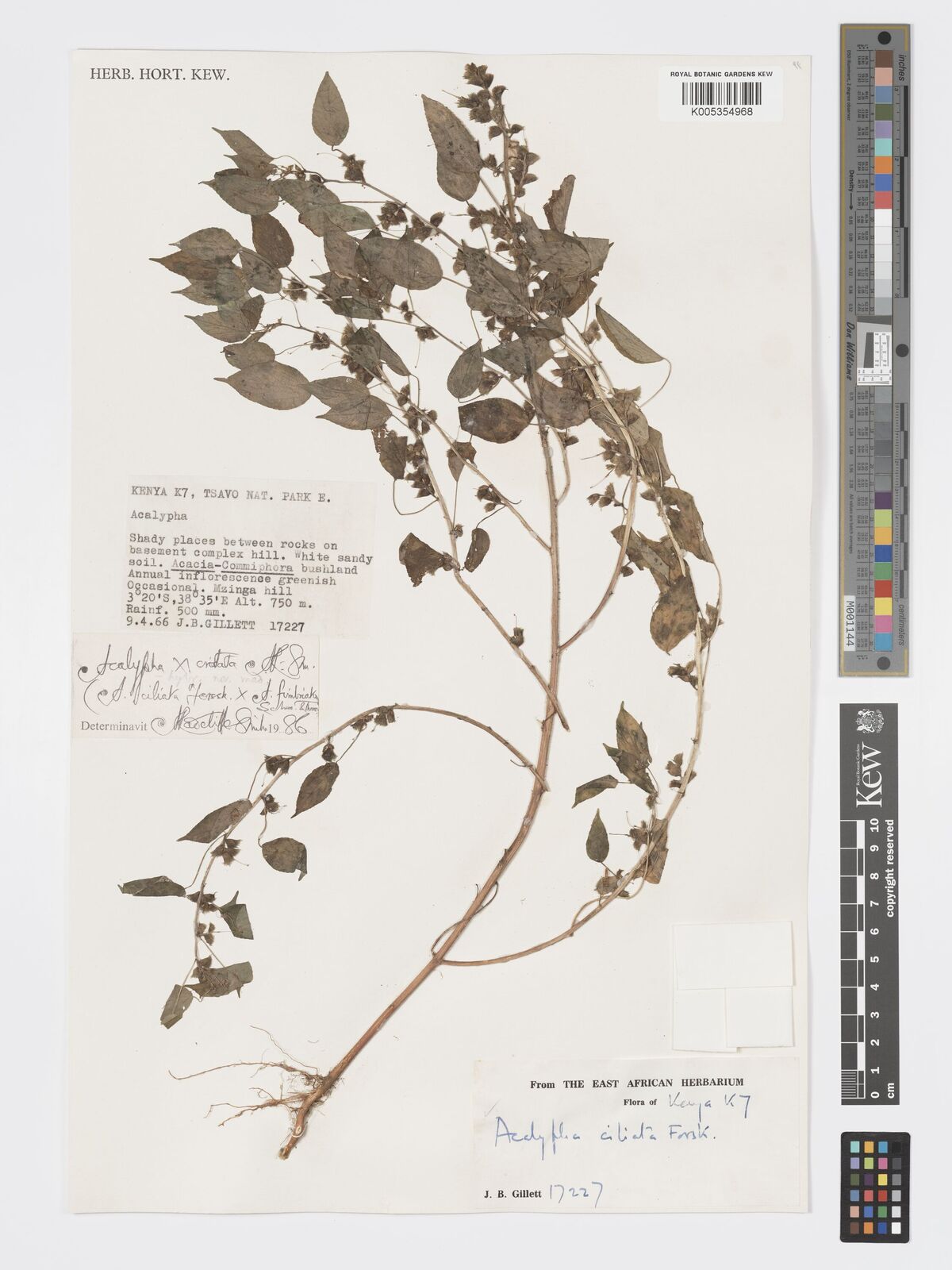 Acalypha cristata