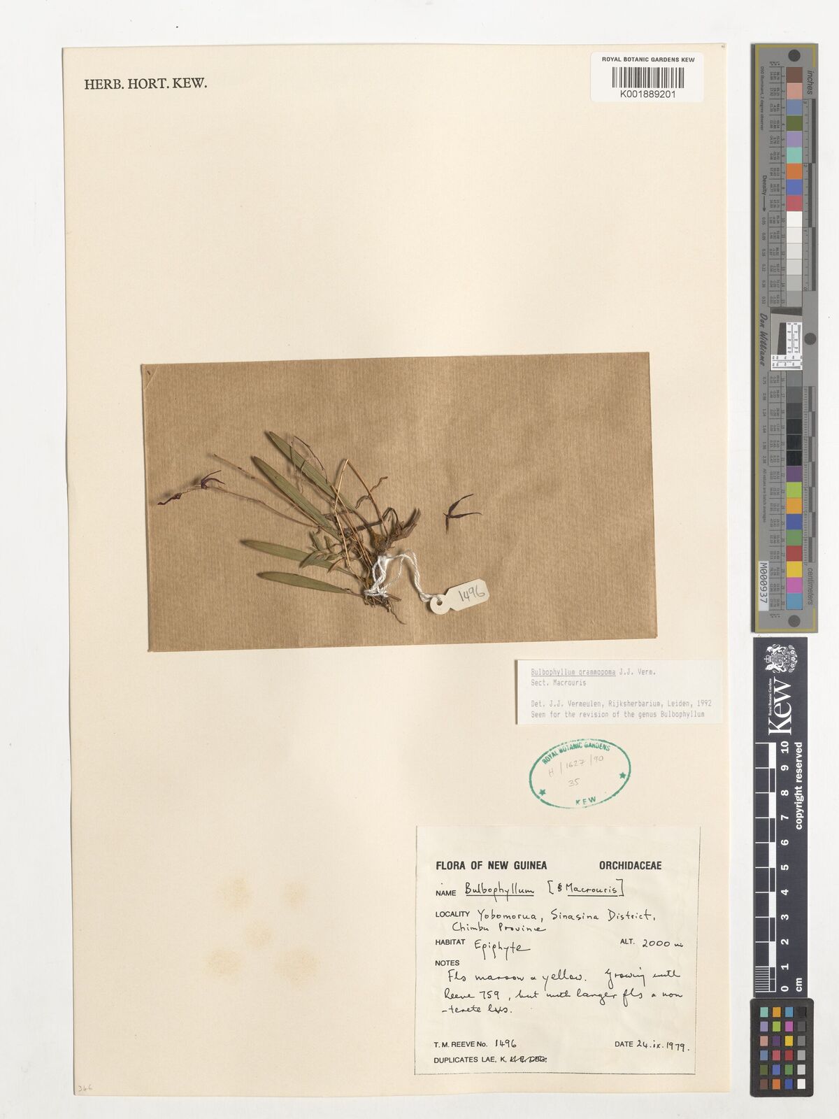 Bulbophyllum grammopoma