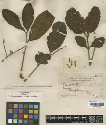 Kew Gardens K000657235:  Curran, H.M. [4865] Philippines