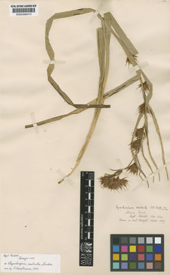 Kew Gardens K000496473:  Riedel [s.n.] Brazil