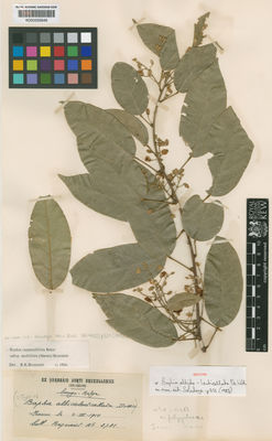 Kew Gardens K000555646:  Bequaert [2788] Congo, Republic of the