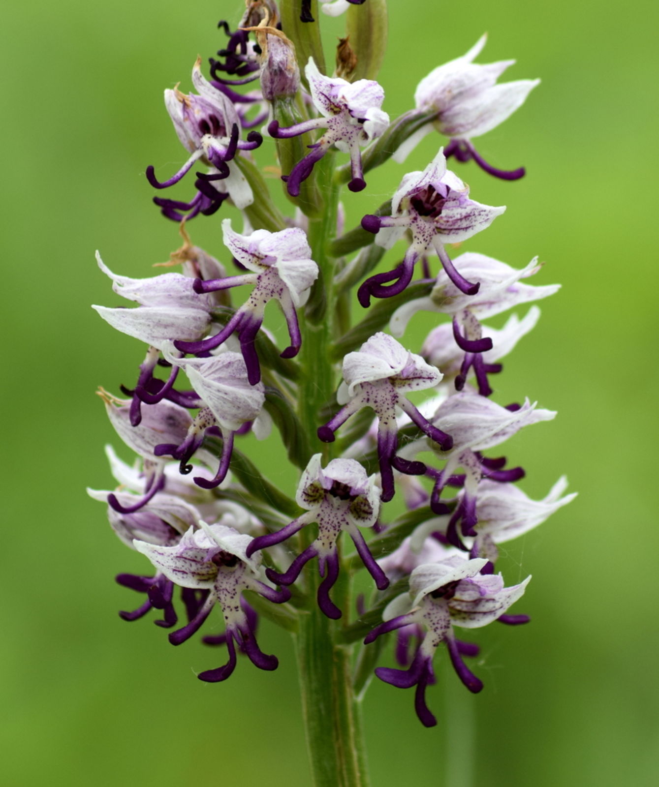 Orchis simia shop