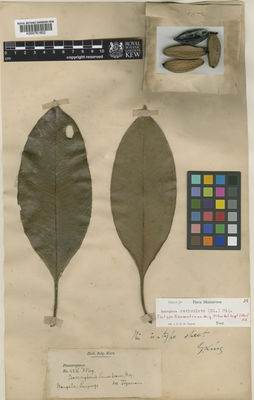 Kew Gardens K000761602:  Teysmann, J.E. [4536] Indonesia