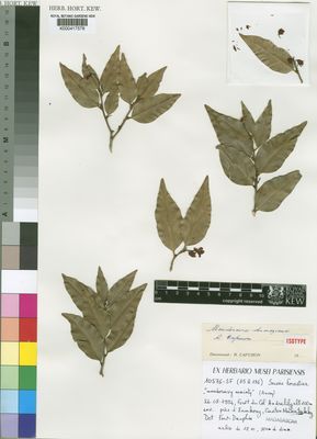 Mendoravia dumaziana Capuron | Plants of the World Online | Kew Science