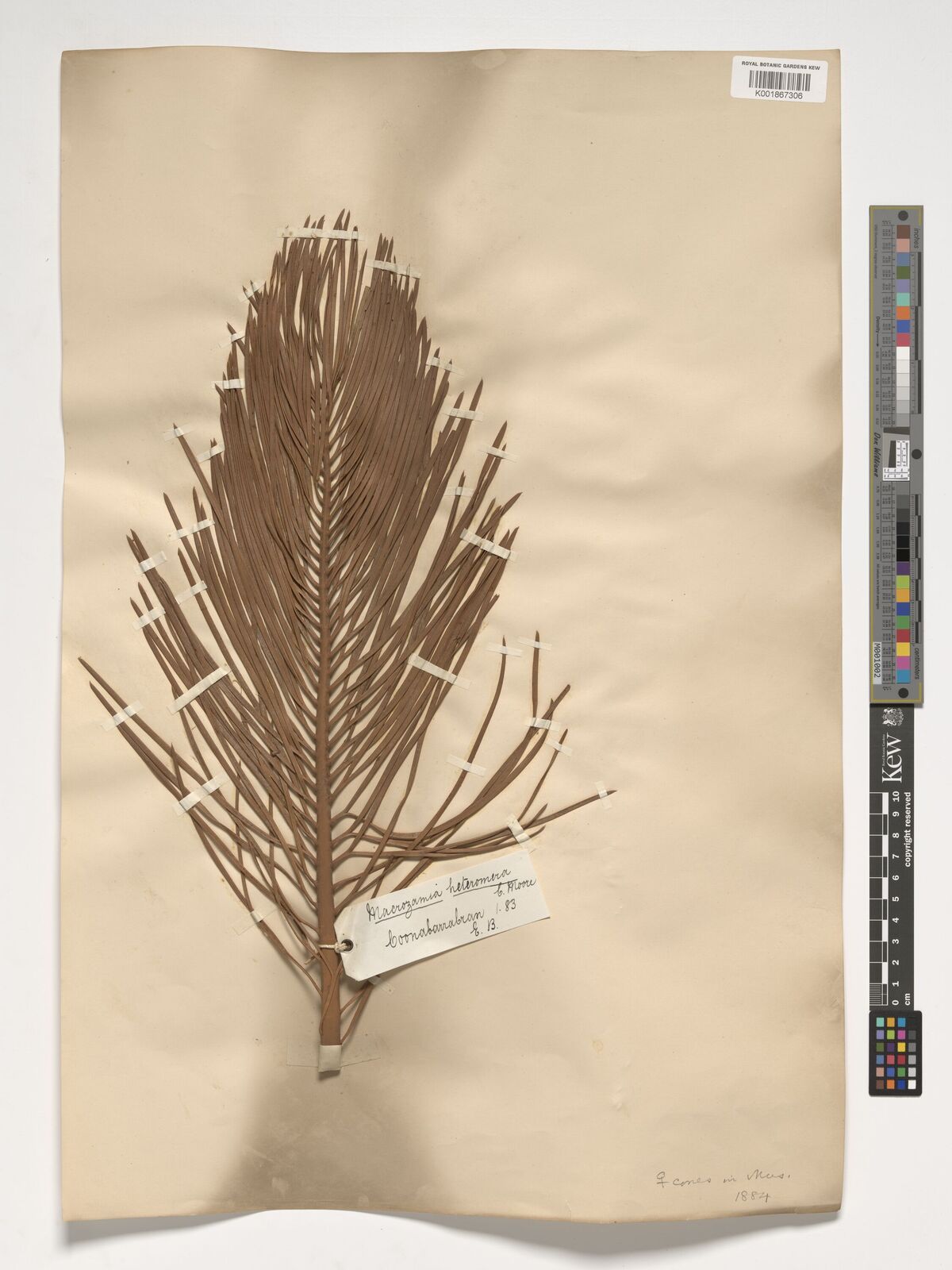 Macrozamia heteromera
