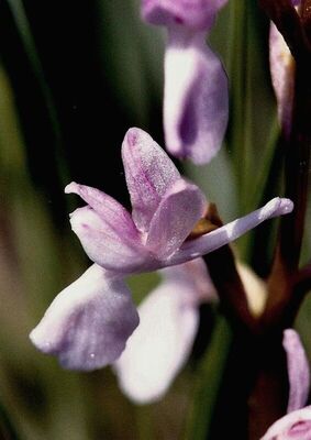 Anacamptis laxiflora subsp. laxiflora | Plants of the World Online ...