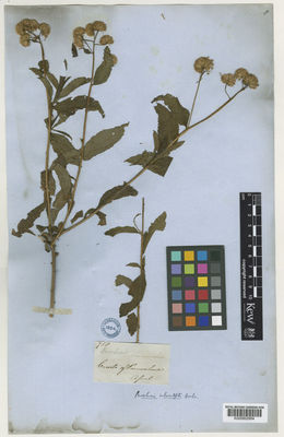 Kew Gardens K000802884:  Mathews, A. [758] Peru