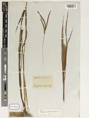 Kew Gardens K001131497:  s.coll. [Cat. no. 8753]