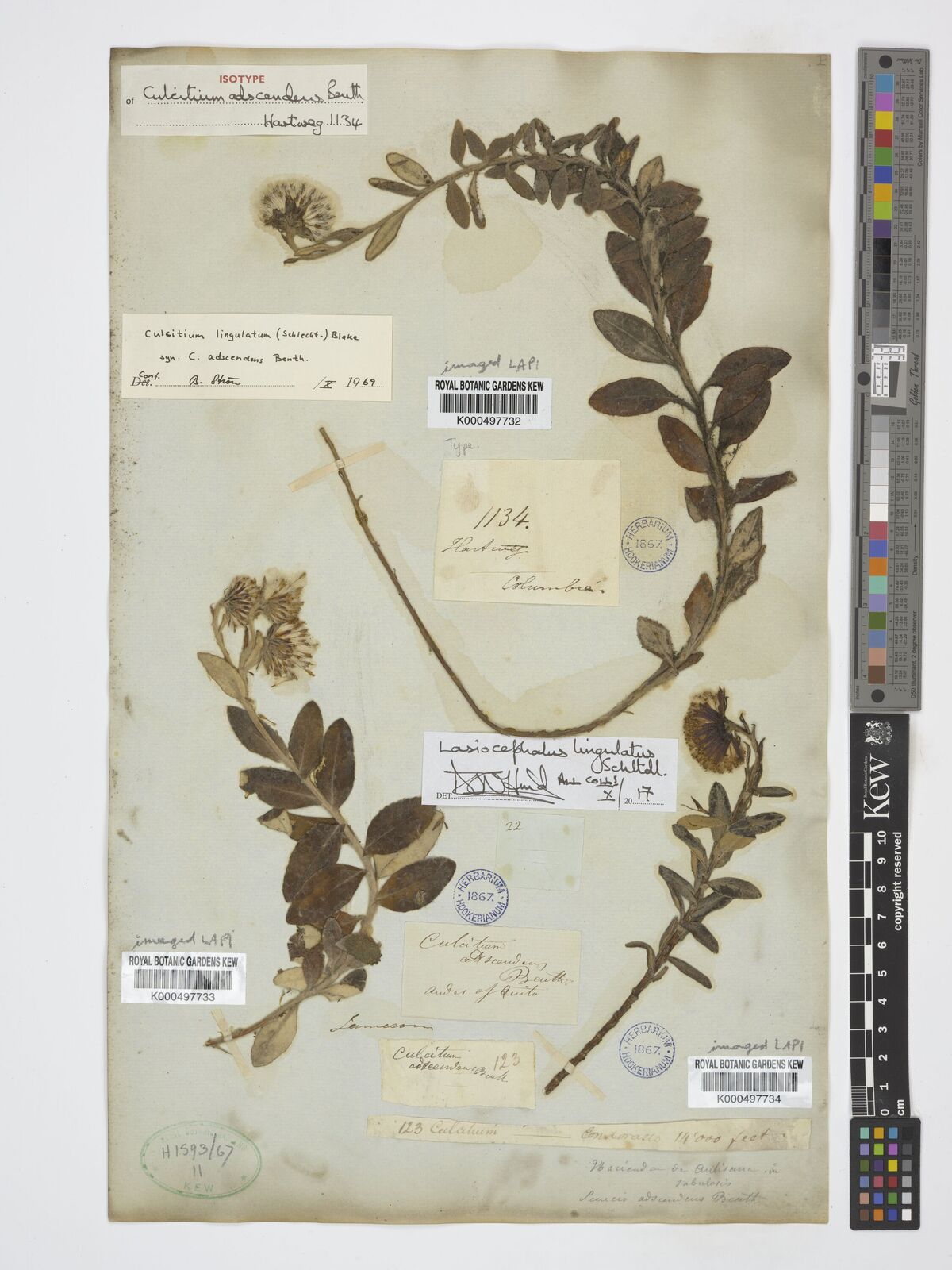 Kew Gardens K000497734:  s.coll. [123] Ecuador