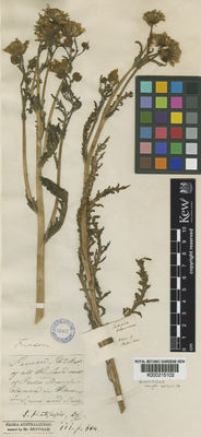 Kew Gardens K000215102:  Fraser, C. [s.n.] Australia