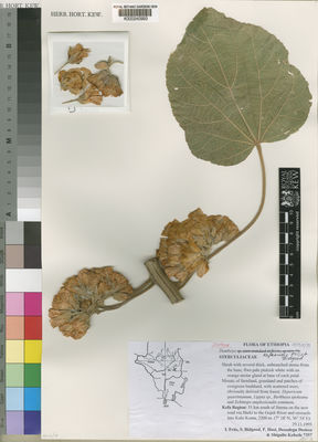 Kew Gardens K000240993:  Friss, I; Bidgood, S; Host, P; Desissa, D; Kebede, S. [7357] Ethiopia