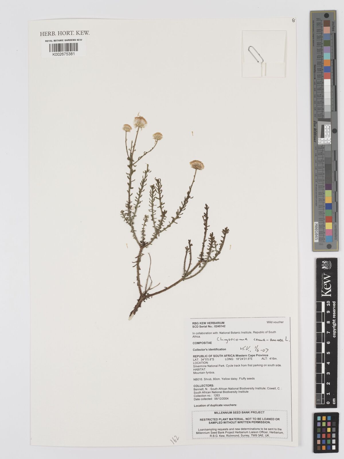 Chrysocoma cernua