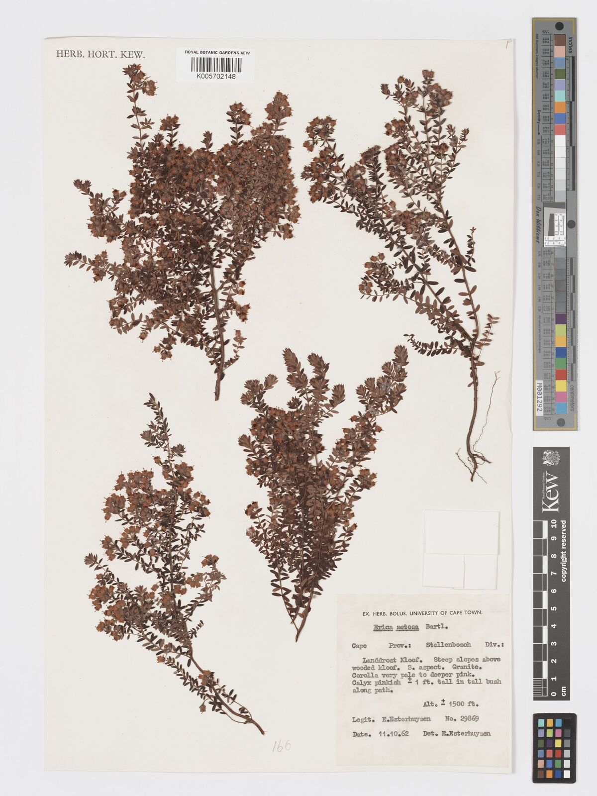Erica setosa thumbnail