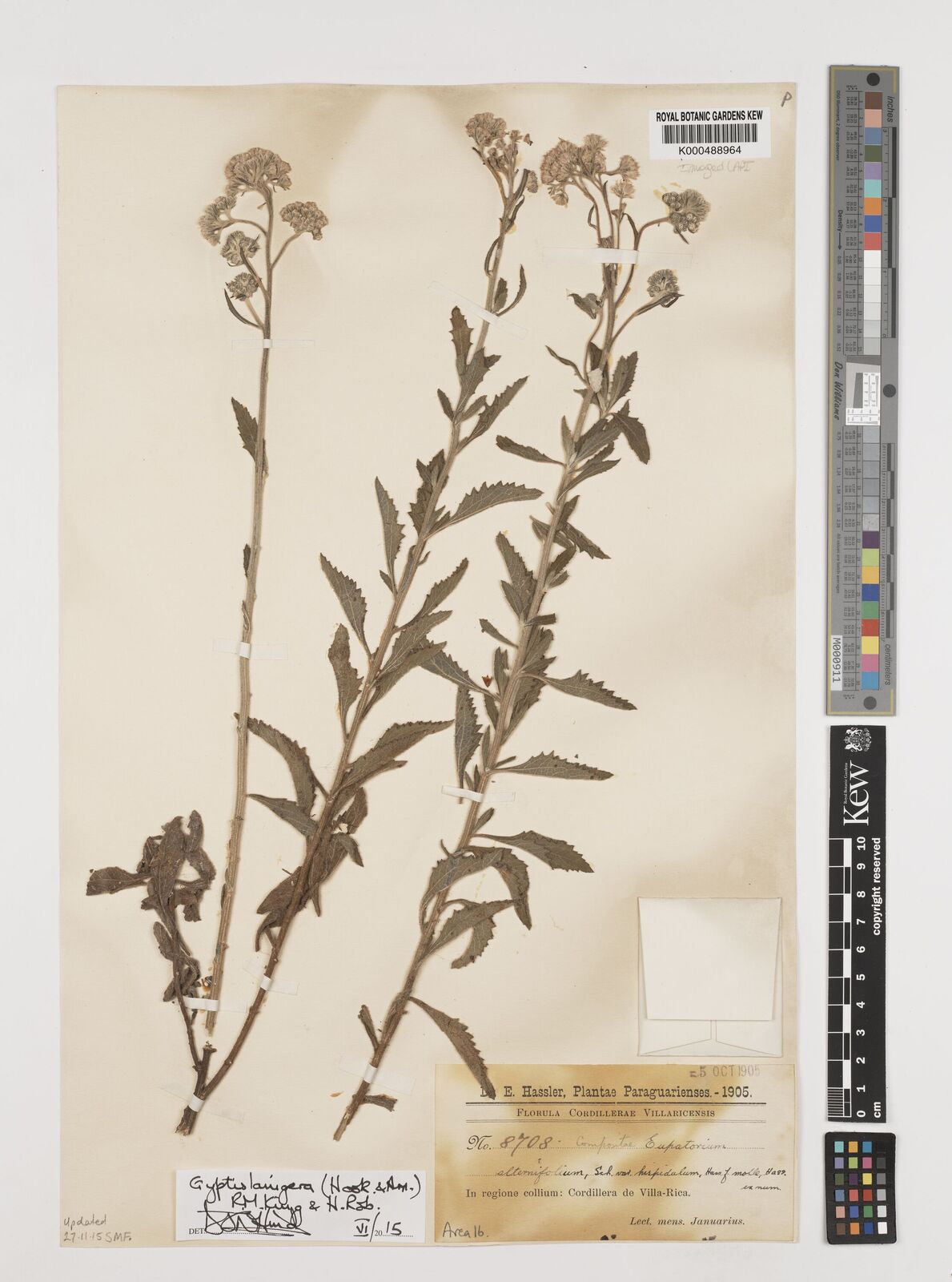 Kew Gardens K000488964:  Hassler, E. [8708] Paraguay