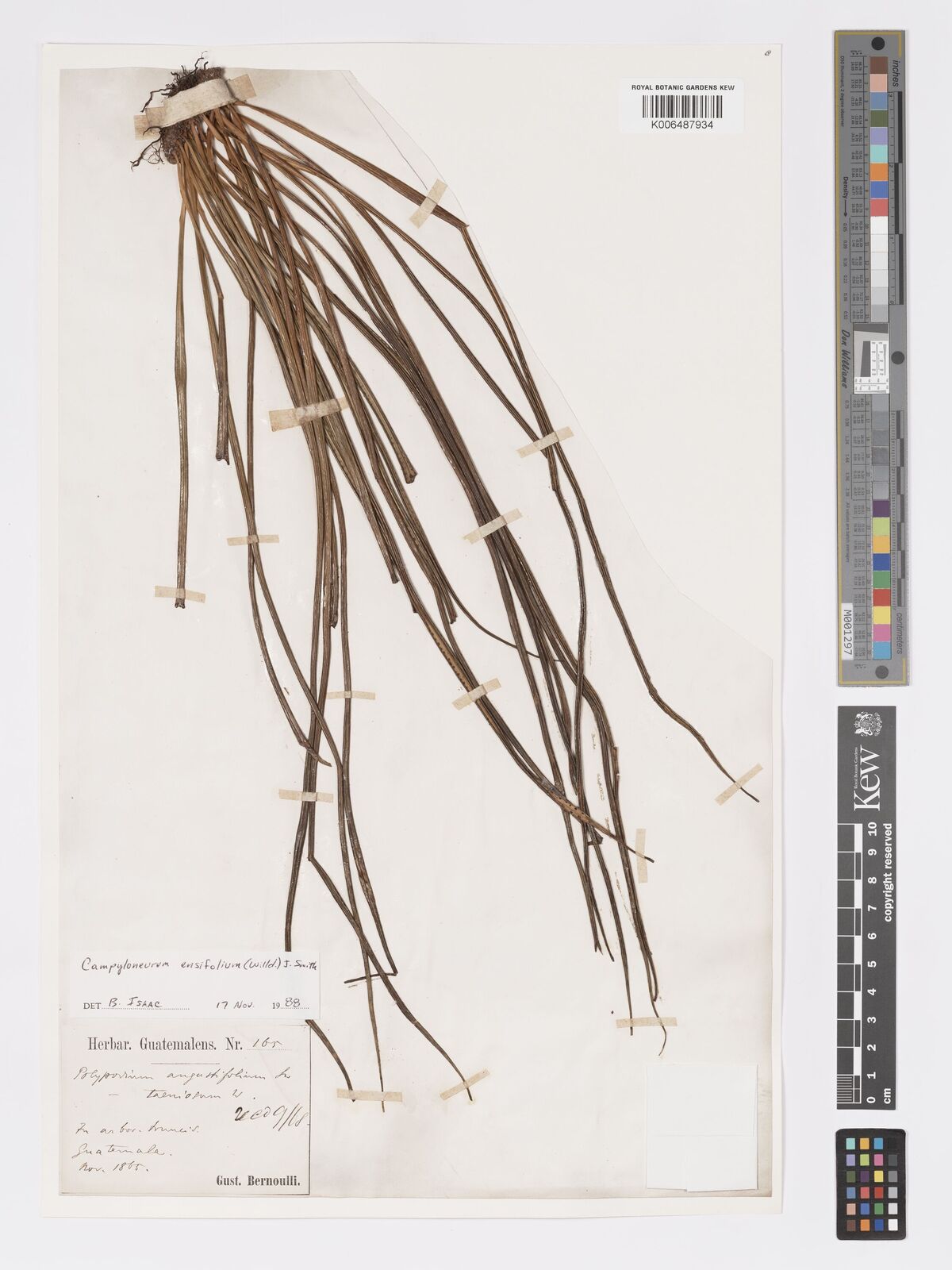 Campyloneurum ensifolium J.Sm. | Plants of the World Online | Kew