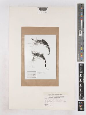 Kew Gardens K000294389:  Martius [s.n.] Brazil