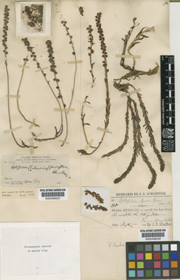 Kew Gardens K000486257:  Parry, C.C.; Palmer, E. [238] Mexico