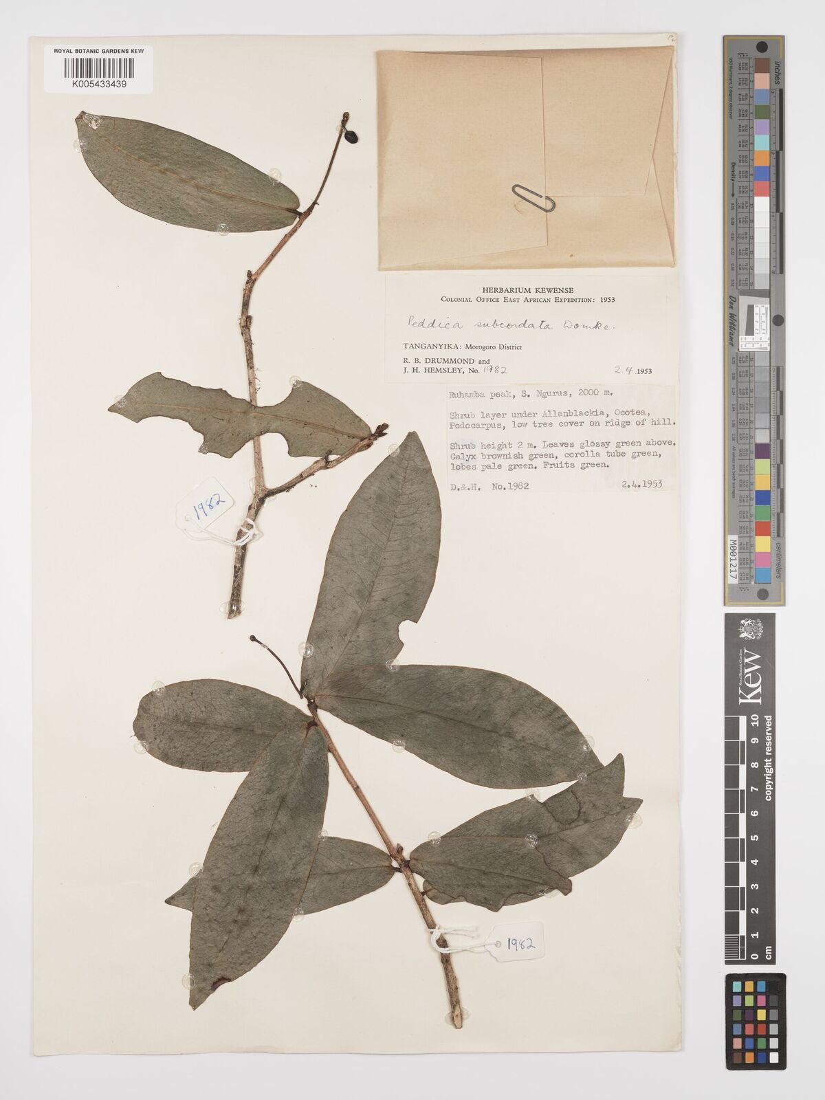 Peda Tree Peddiea Harv. | Plants of the World Online | Kew Science